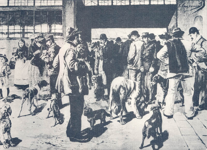 Der Hundemarkt
