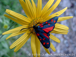 Schmetterling