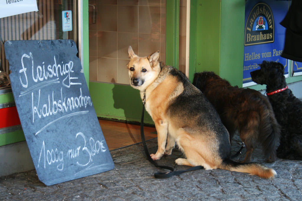 Hunde vor der Metzgerei