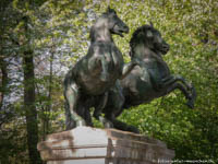 Wilde Pferde
