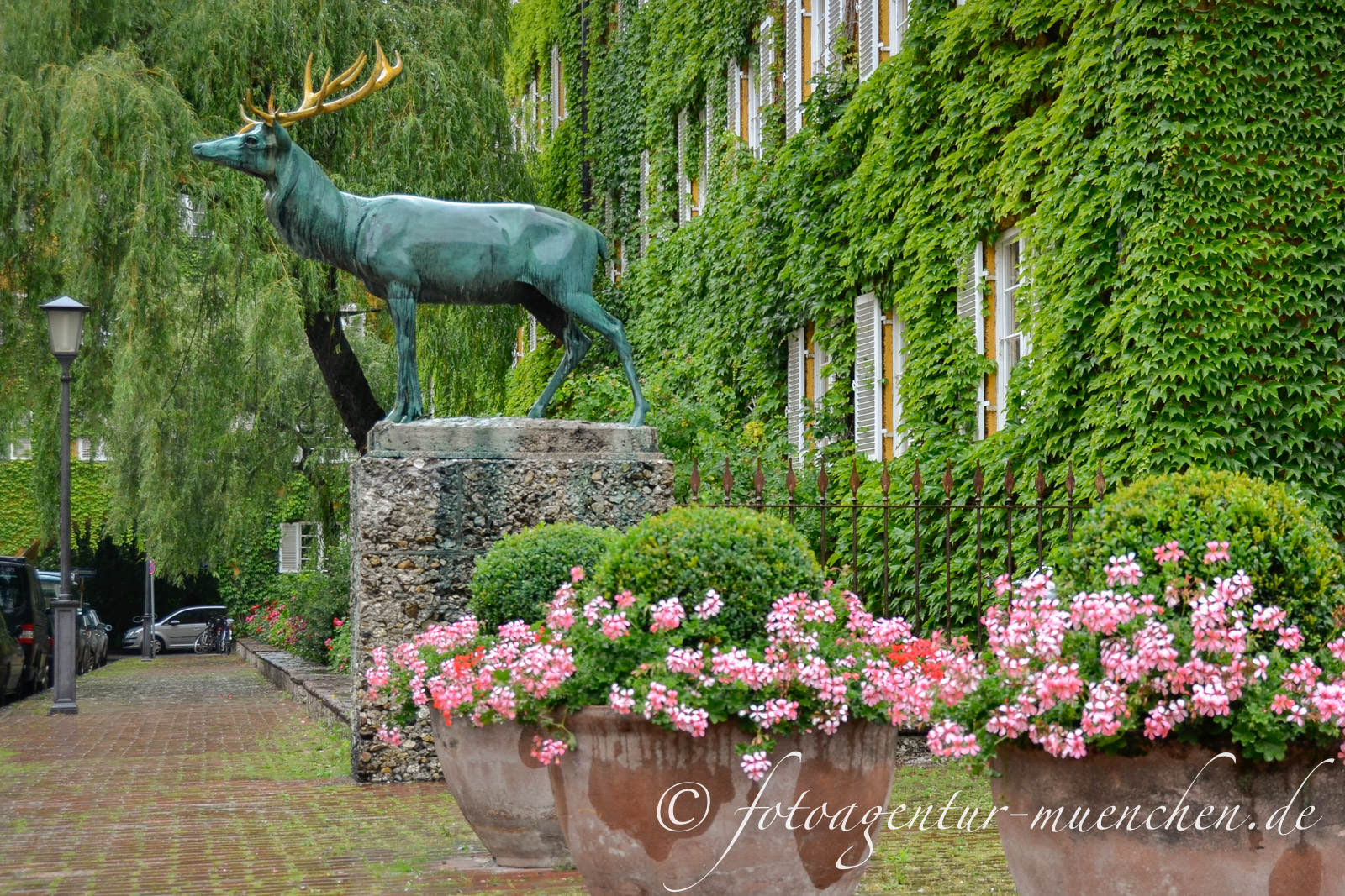 Hirsch - Borstei