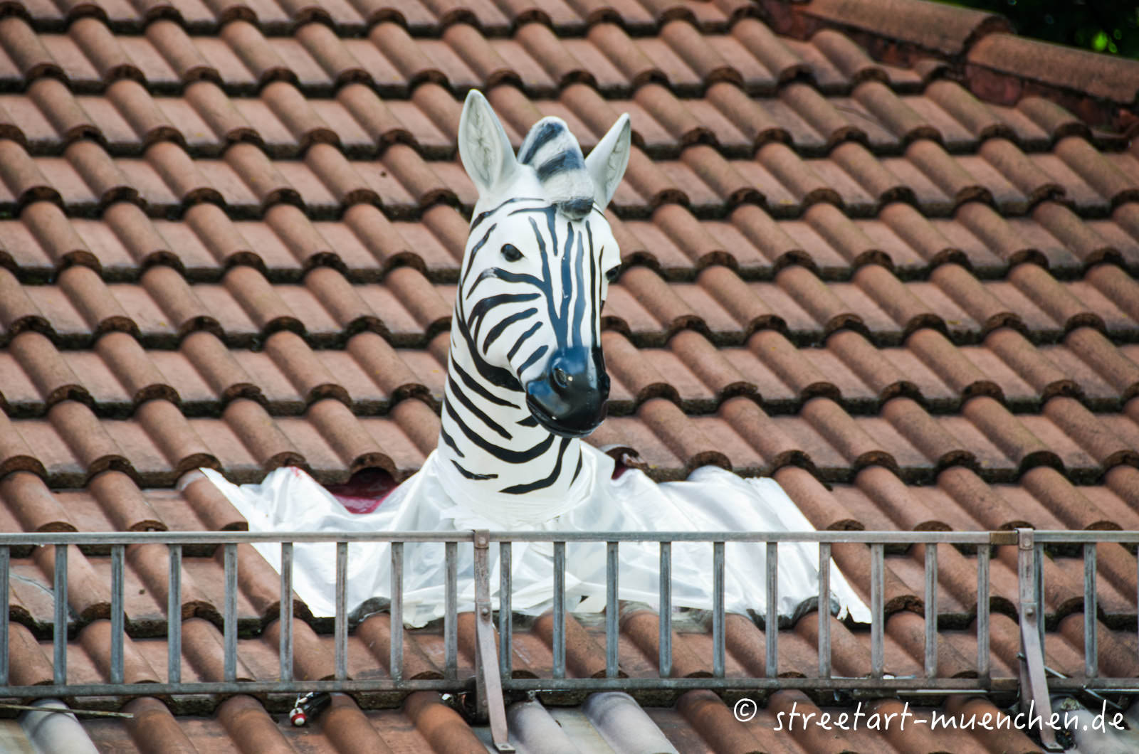Zebra in der Frauenhoferrstraße