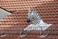 Gerhard Willhalm – Zebra in der Frauenhoferrstraße