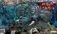 Graffiti - Viehhof