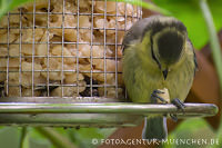 Vogel am Futterplatz
