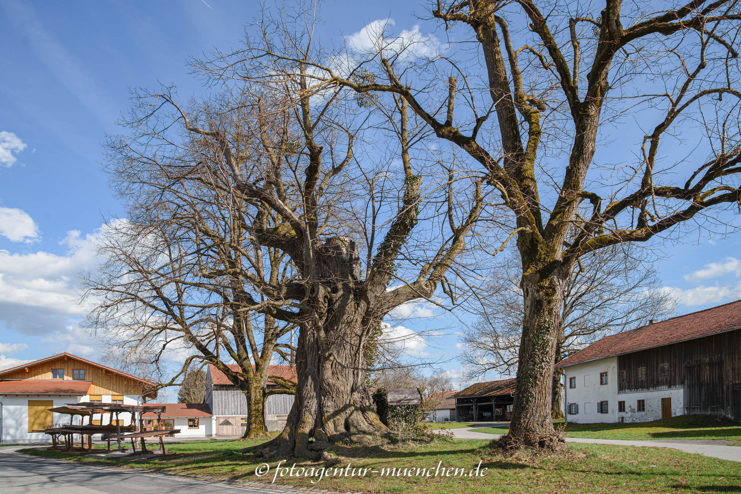 Höglinger Dorflinde