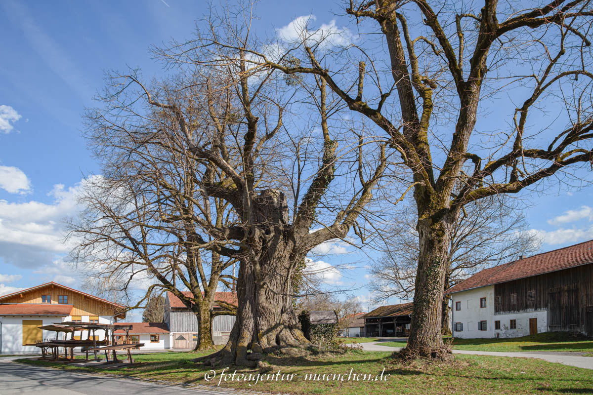 Höglinger Dorflinde