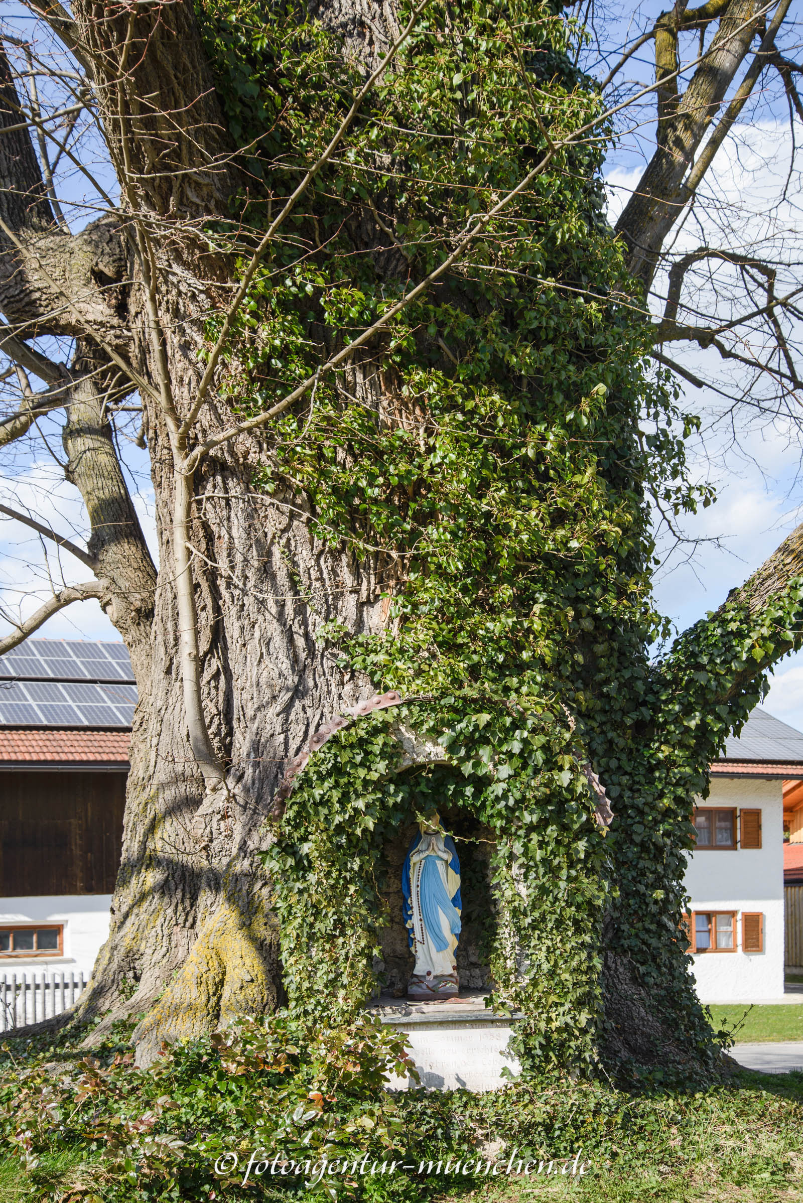Höglinger Dorflinde