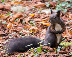 Eichhörnchen