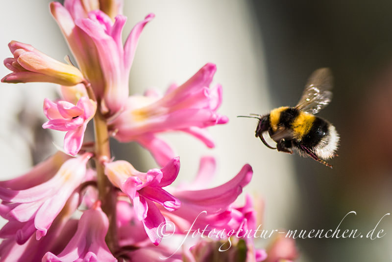 Hummel