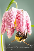 Gerhard Willhalm – Hummel
