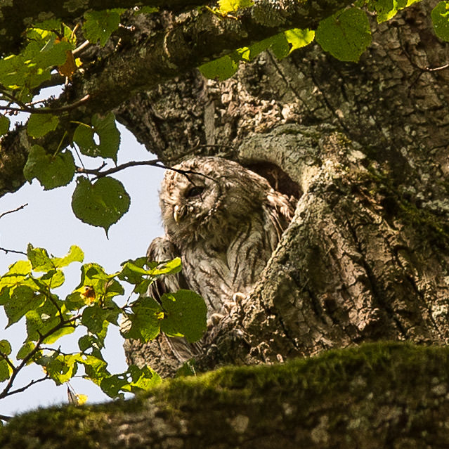 Waldkauz Kasimir m Nymphenburger Park