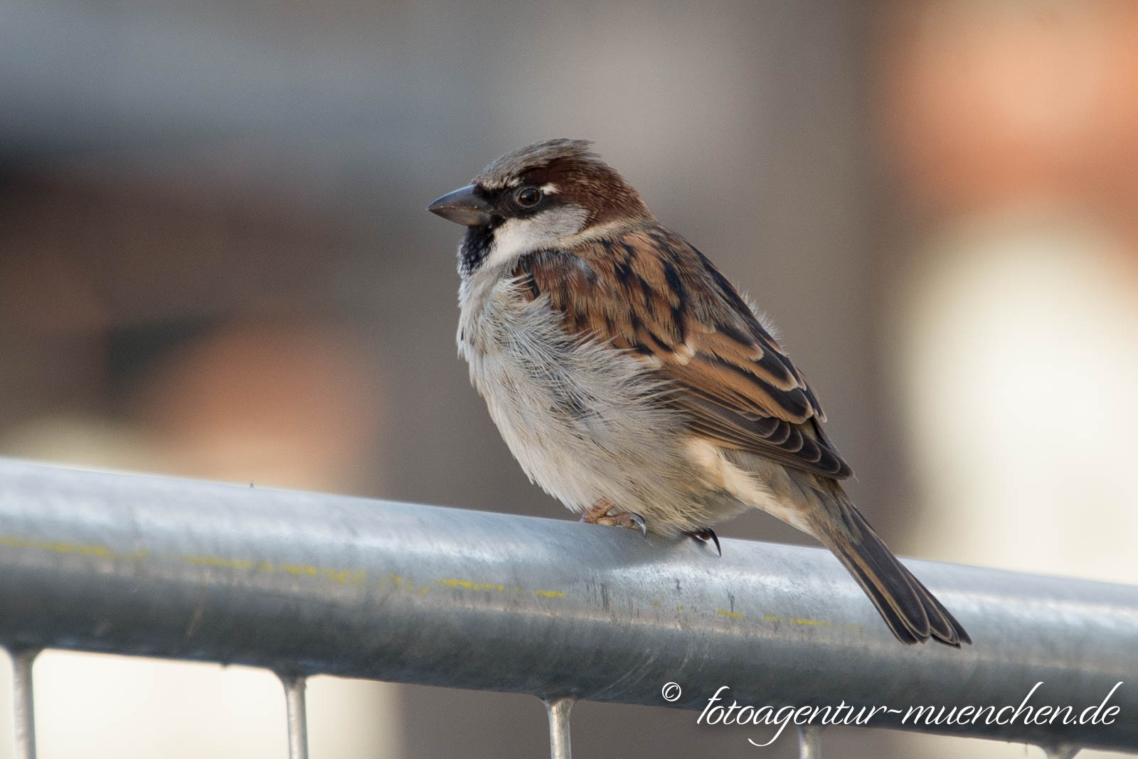 Spatz
