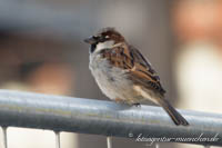 Spatz