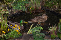 Enten
