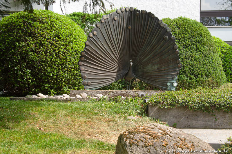 Radschlagender Pfau