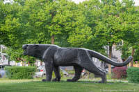 Panther