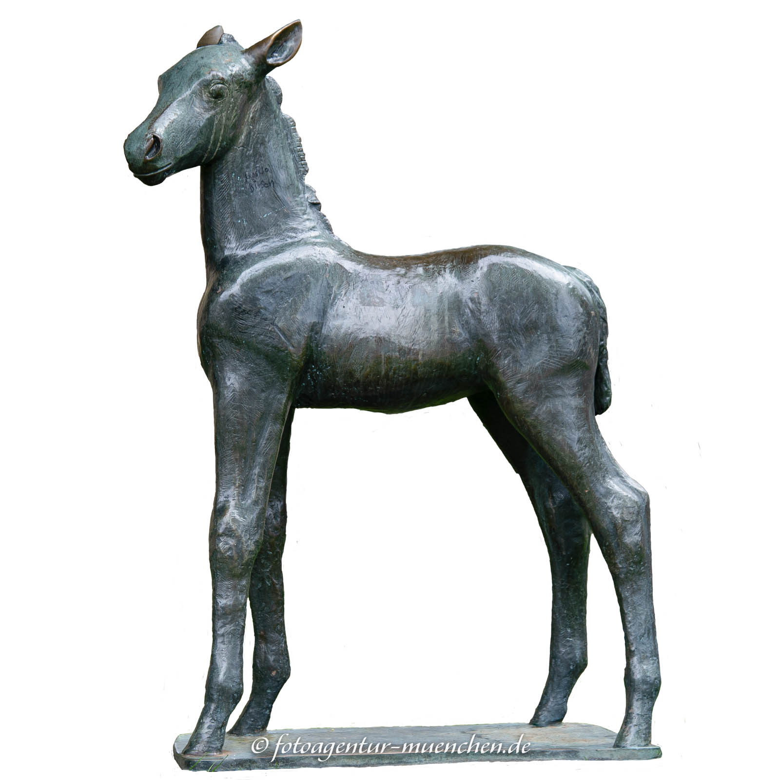 Fohlen