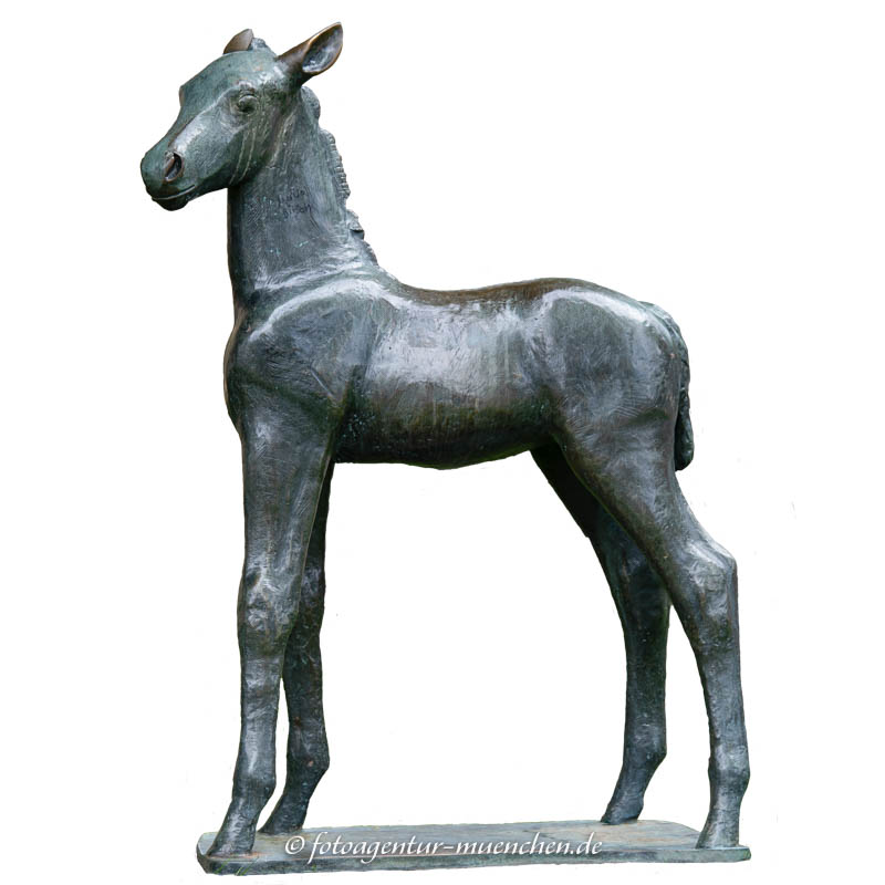 Fohlen Fohlen, Pferd