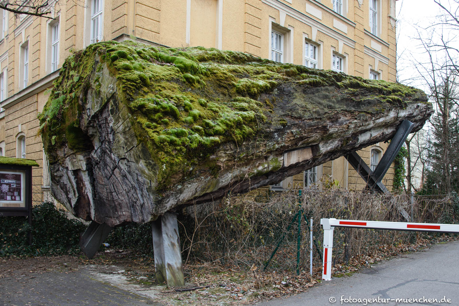 Makoré Baum