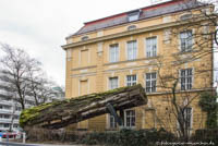 Makoré Baum