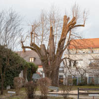 Winterlinde
