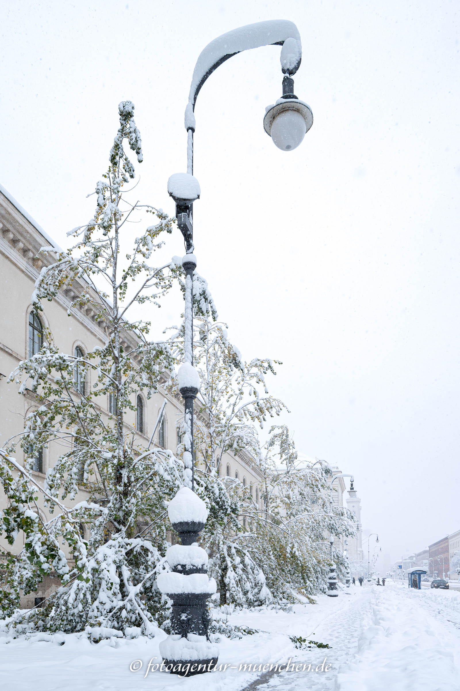 Durch den Schneefall beschädigte Bäume in der Ludwigstraße