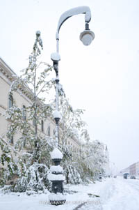 Gerhard Willhalm – Durch den Schneefall beschädigte Bäume in der Ludwigstraße