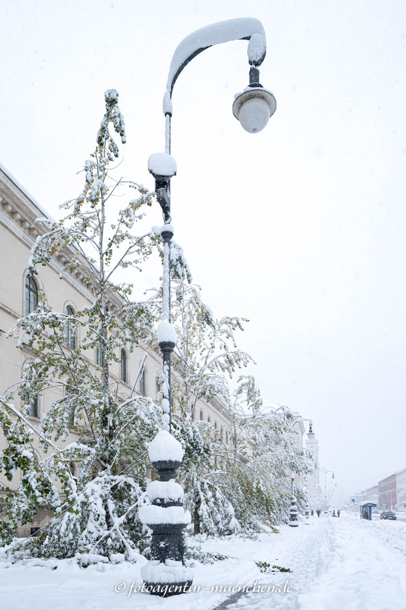 Durch den Schneefall beschädigte Bäume in der Ludwigstraße