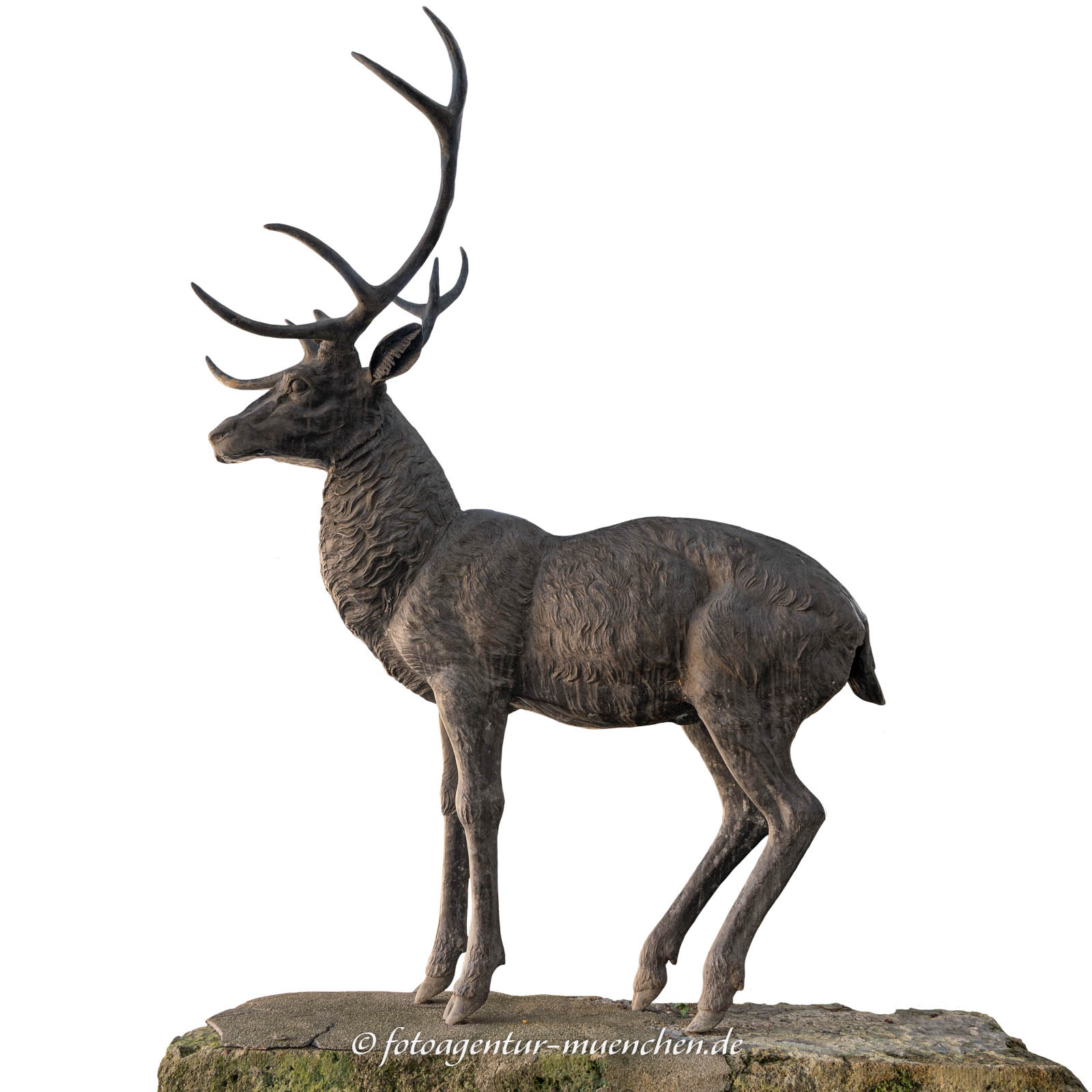 Hirsch