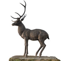 Elch und Hirsch