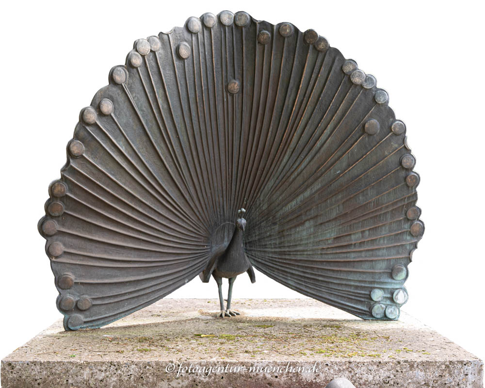 Radschlagender Pfau Pfau