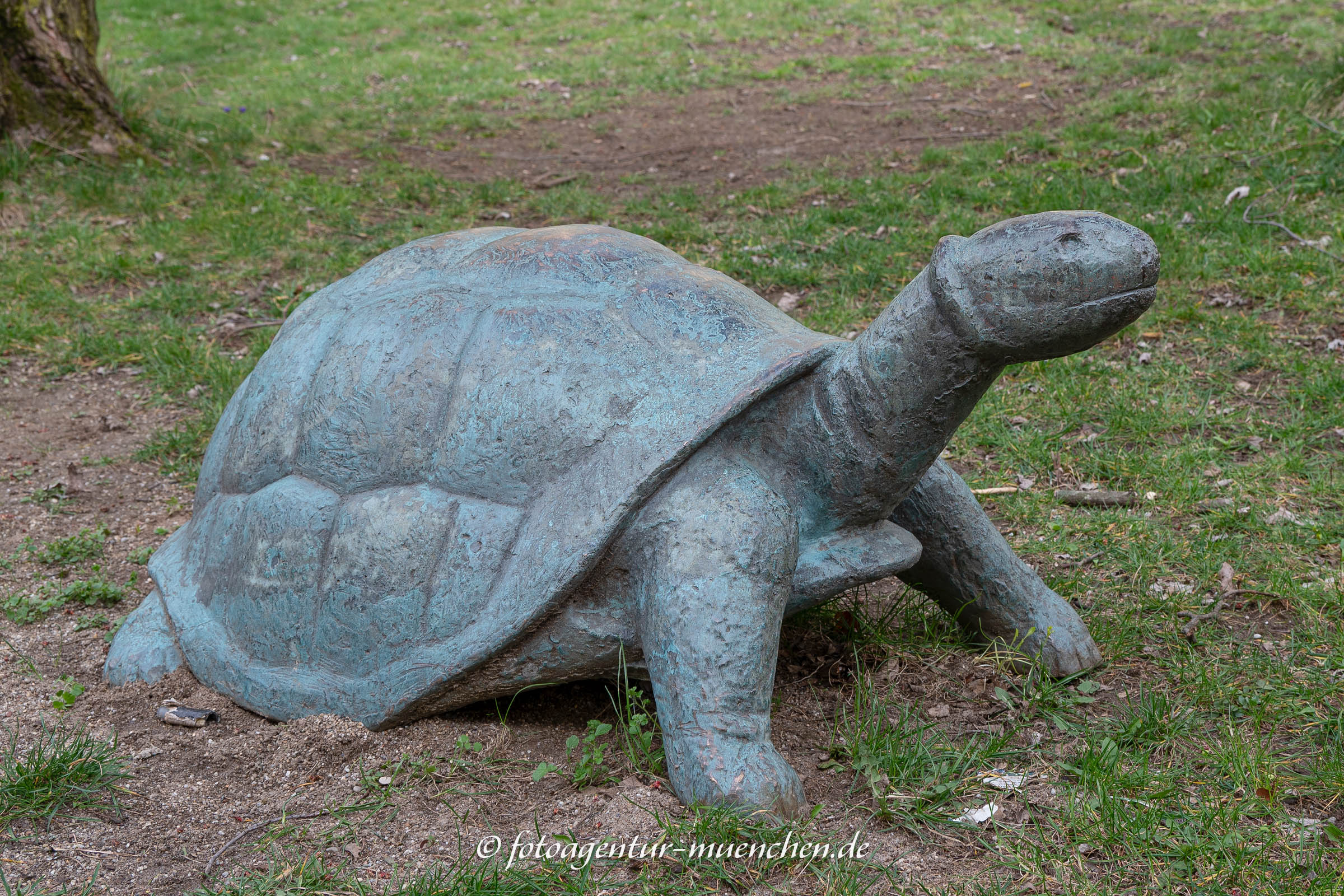 Schildkröte