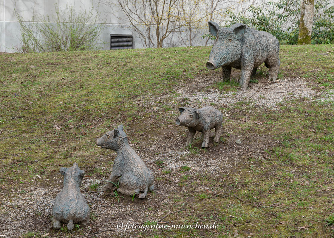 Wildschweine