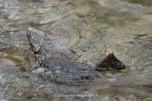Mann spricht mit Fisch