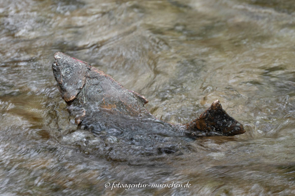 Mann spricht mit Fisch
