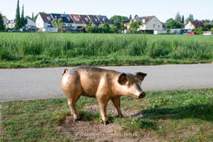 Gerhard Willhalm – Schwein