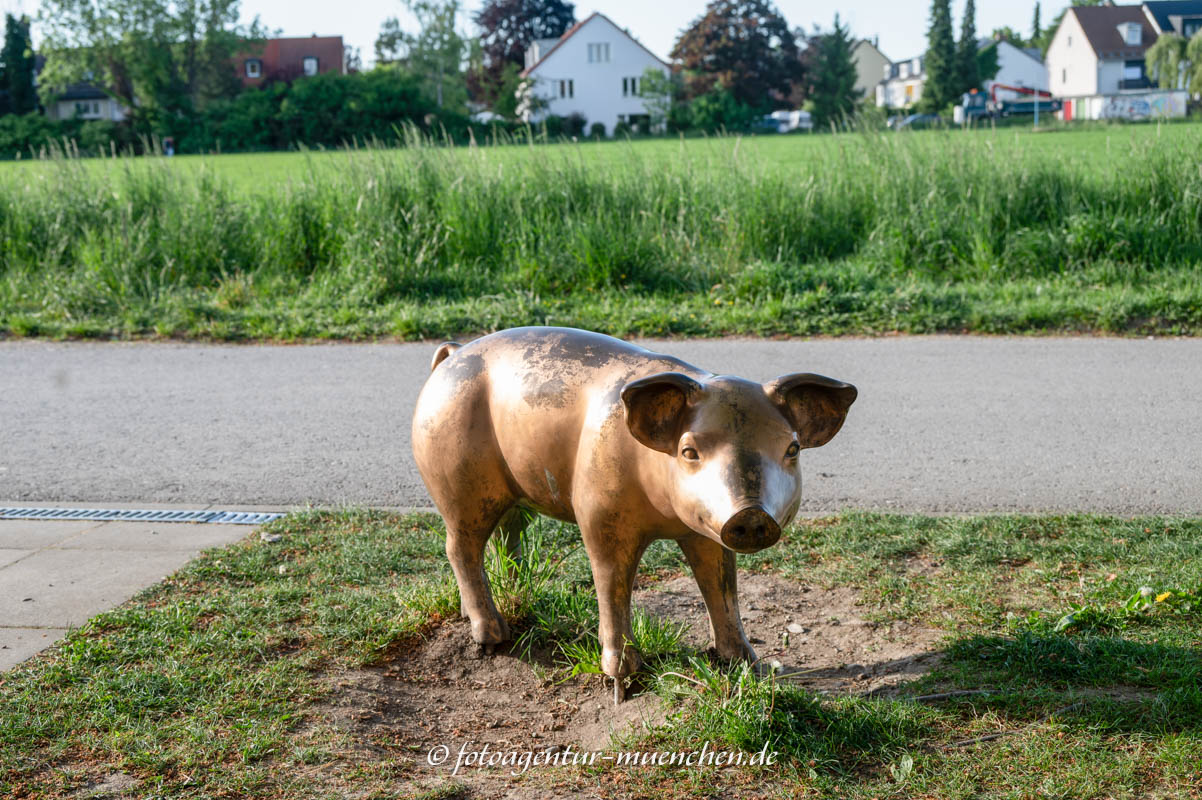Schwein