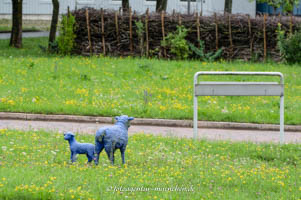 Blaue Schafe