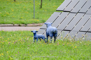 Blaue Schafe