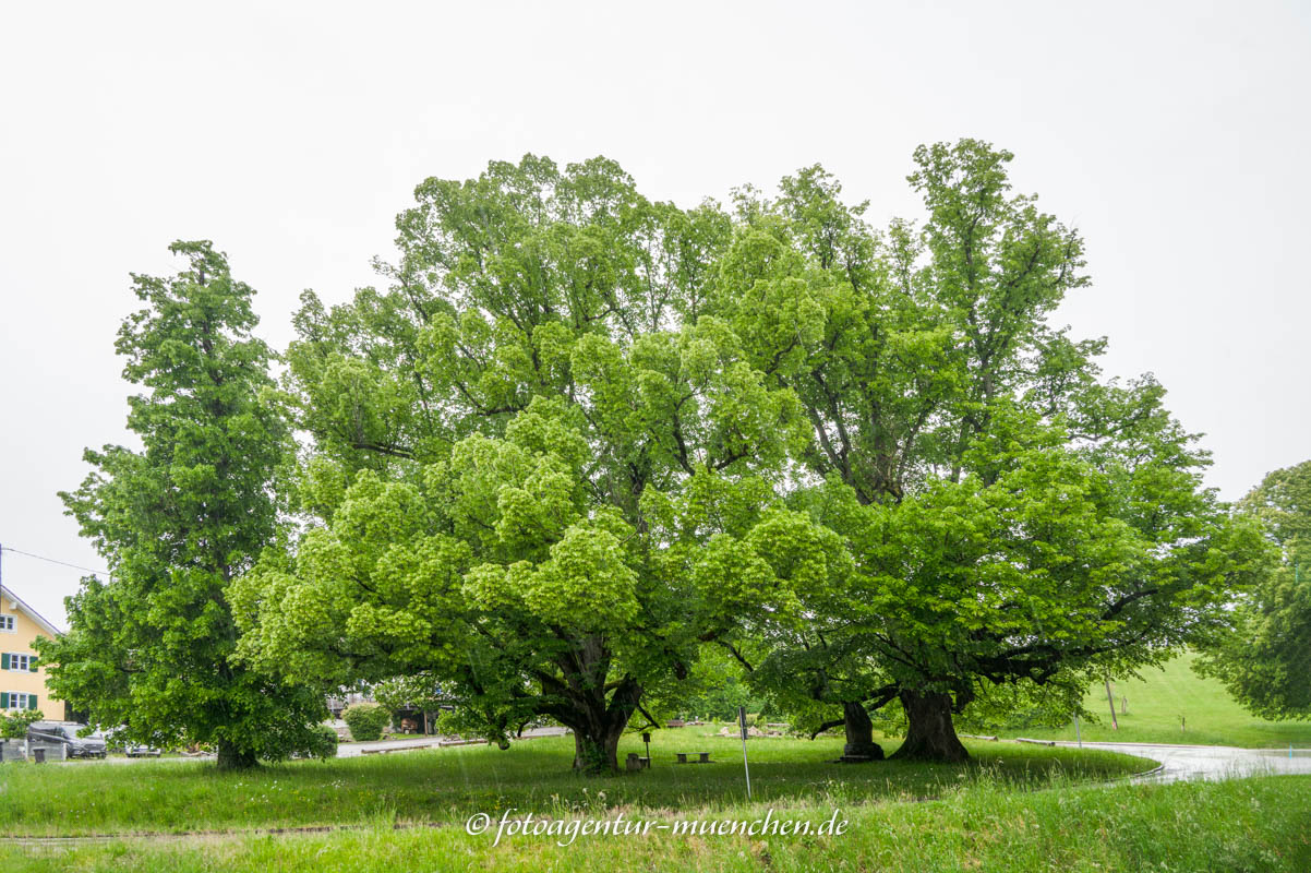 Die alten Linden von Wessobrunn