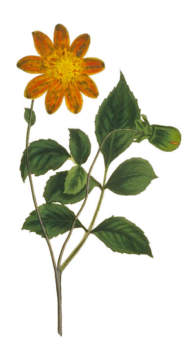   Dahlie