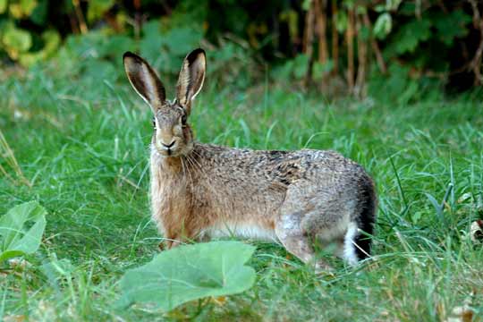 Logo Stadtgeschichte München