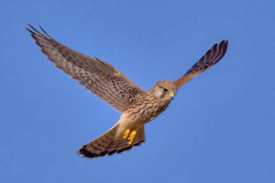   Turmfalke